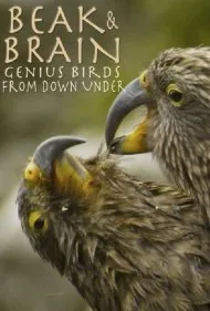منقار و مغز: پرندگان نابغه نیم‌کره جنوبی (Beak &amp; Brain - Genius Birds from Down Under)