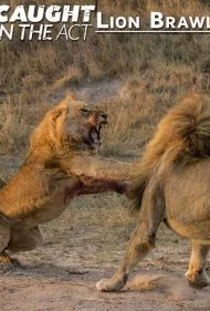 شکار لحظه‌ها: نبرد شیرها (Caught in the Act: Lion Brawl)