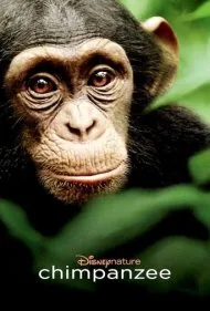 شامپانزه (Chimpanzee)