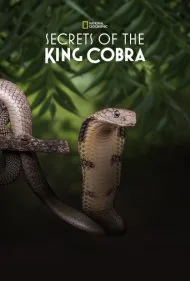 رازهای شاه کبرا (Secrets of the King Cobra)