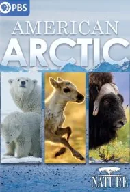 آرکتیک آمریکایی (American Arctic)