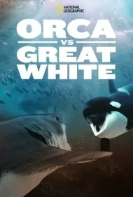نهنگ قاتل در برابر کوسه سفید بزرگ (Orca Vs. Great White)