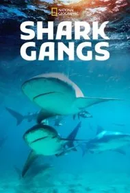 باندهای کوسه (Shark Gangs)