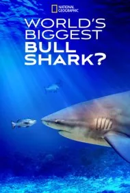 بزرگ‌ترین کوسه گاوی جهان؟ (World's Biggest Bull Shark?)