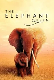 فیل ملکه (The Elephant Queen)