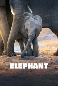 فیل (Elephant)