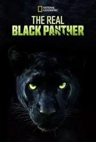 پلنگ سیاه واقعی (The Real Black Panther)