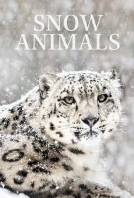 حیوانات برفی (Snow Animals)
