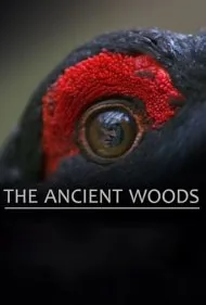 جنگل های باستانی (The Ancient Woods)