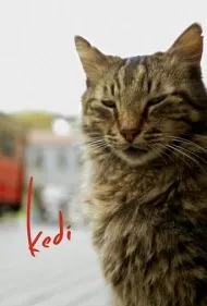 گربه (Kedi)