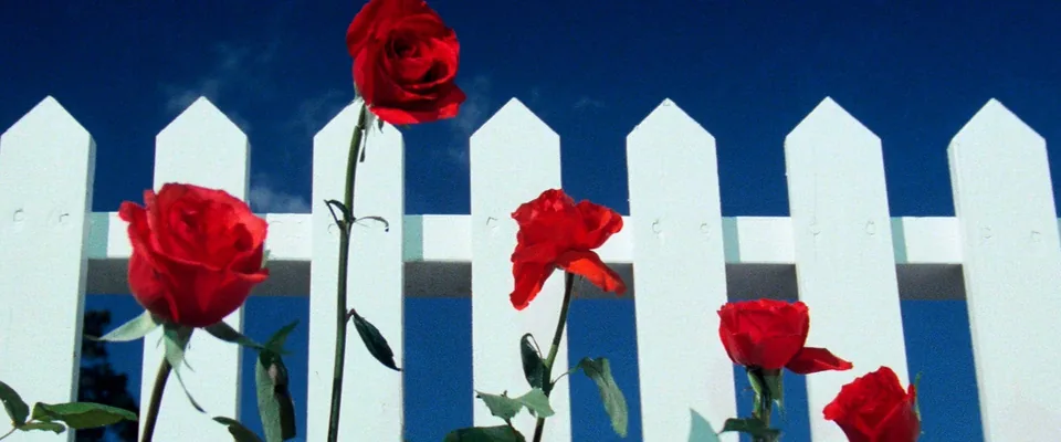 مخمل آبی (Blue Velvet)