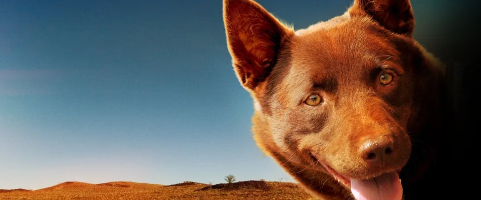 Red Dog (Koko)