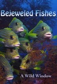 پنجره وحش: ماهی‌های جواهرنشان (Wild Window: Bejeweled Fishes)