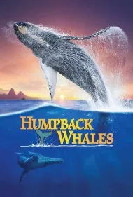 نهنگ‌های گوژپشت (Humpback Whales)