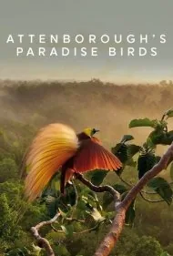 پرندگان بهشتی اتنبرو (Attenborough's Paradise Birds)
