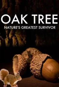 درخت بلوط: بزرگ‌ترین بازمانده طبیعت (Oak Tree: Nature's Greatest Survivor)