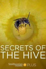 رازهای کندو (Secrets of the Hive)