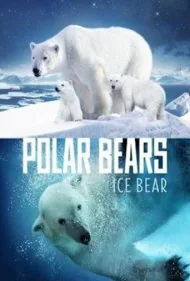 خرس‌های قطبی: خرس یخی (Polar Bears: Ice Bear)