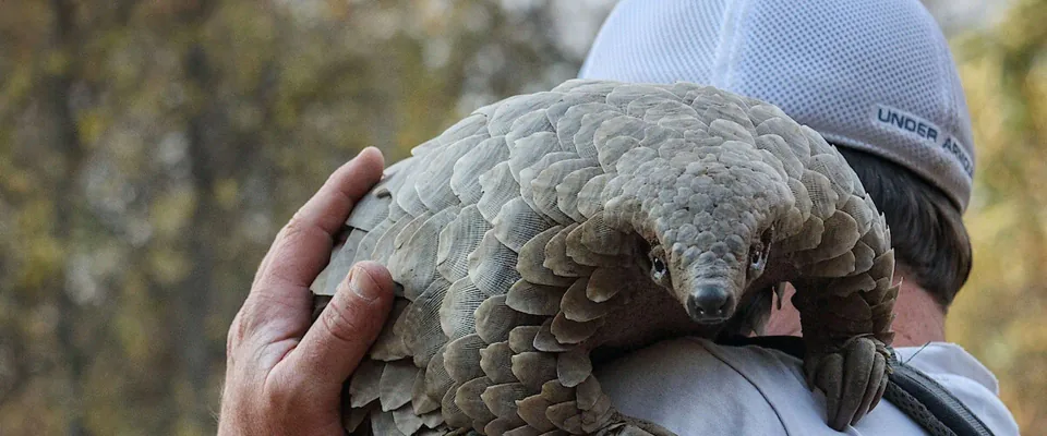 مستند Pangolin: Kulu&amp;#039;s Journey (Pangolin: Kulu’s Journey)