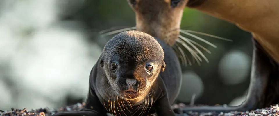 شیرهای دریایی گالاپاگوس (Sea Lions of the Galapagos)