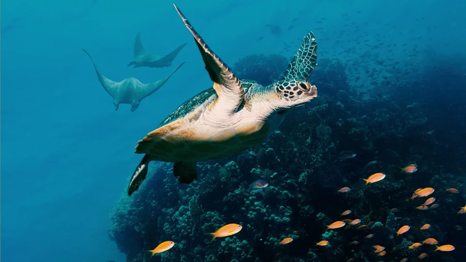مستند Ocean with David Attenborough (Ocean with David Attenborough)
