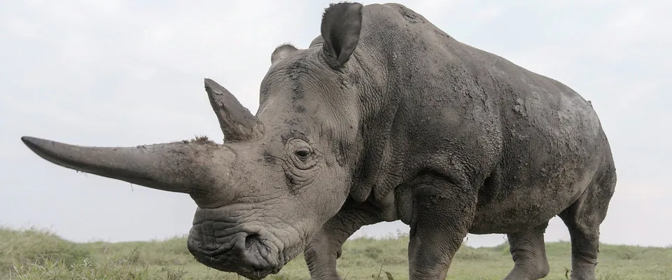 مرد عنکبوتی شگفت‌انگیز (The Last Rhinos: A New Hope)