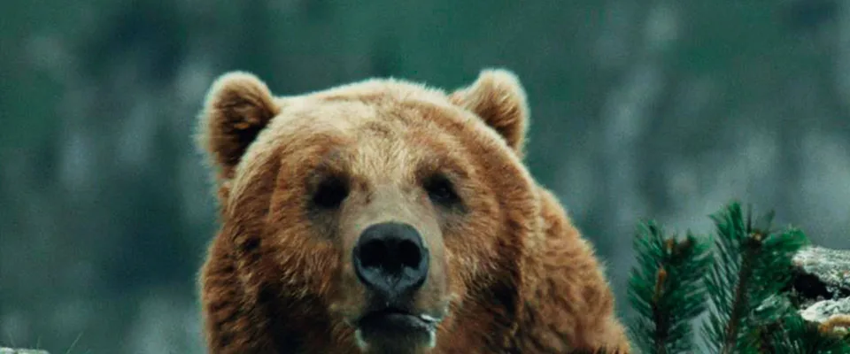 خرس (L’ours)