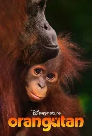 اورانگوتان (Orangutan)