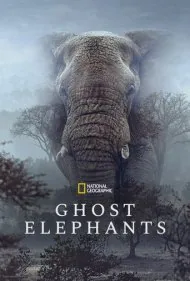 فیل‌های شبح‌گونه (Ghost Elephants)