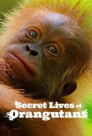 رازهای زندگی اورانگوتان‌ها (Secret Lives of Orangutans)
