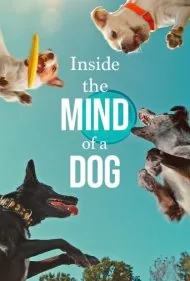 درون ذهن یک سگ (Inside the Mind of a Dog)